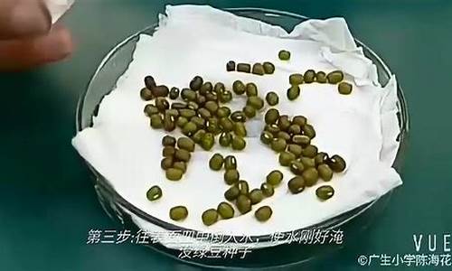 绿豆观察日记_观察绿豆七天日记